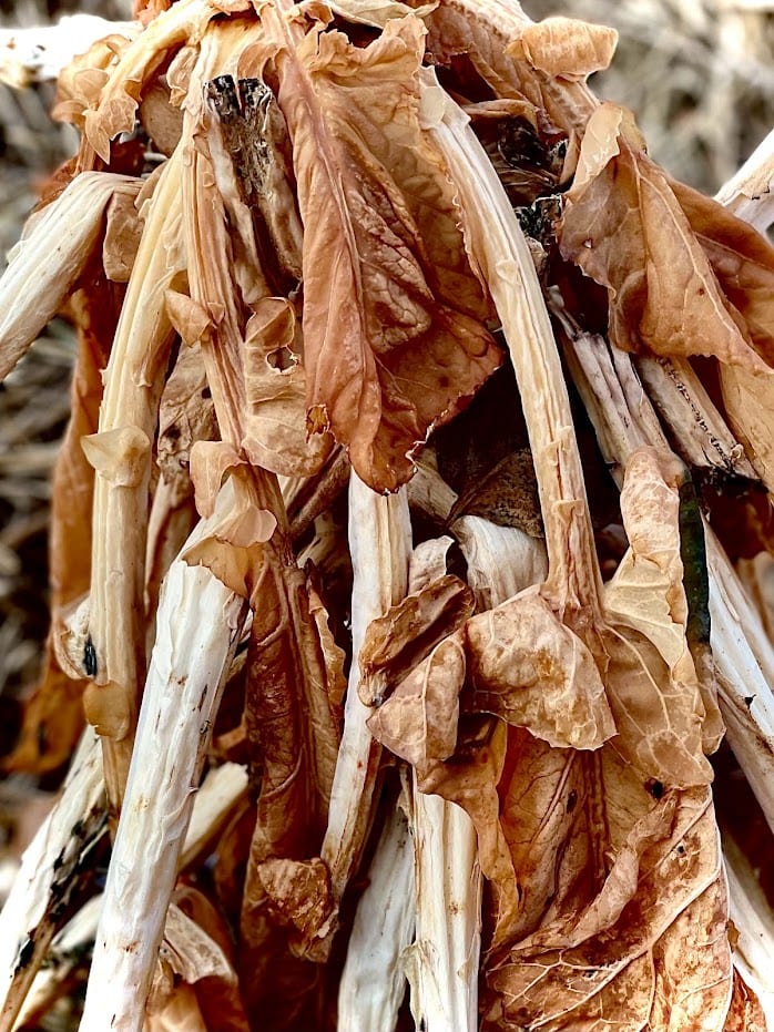 Crumbled Leaves by Anat Ambar 