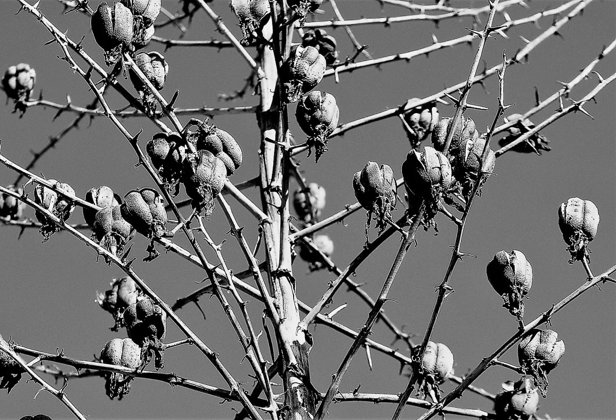 Tree Seeds by Anat Ambar 