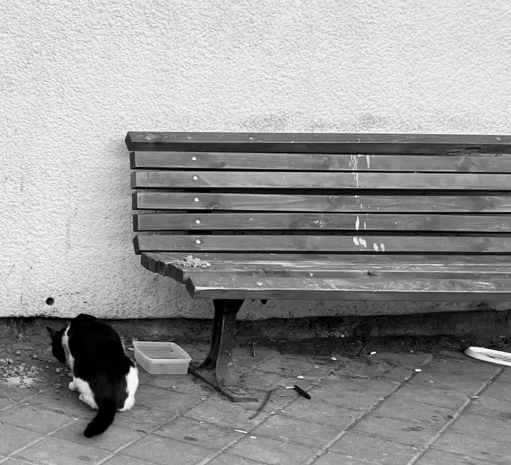 Street Cat by Anat Ambar 