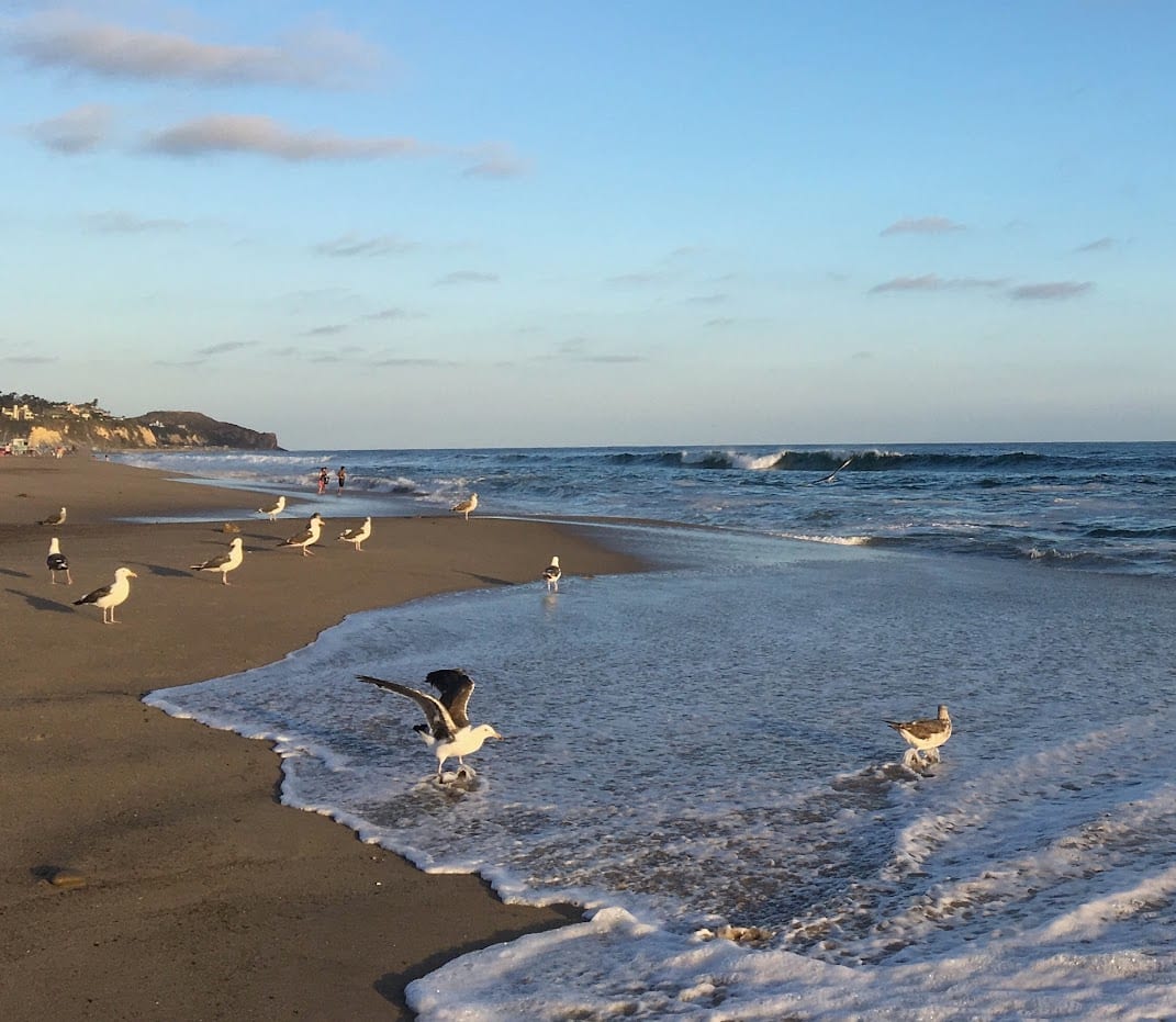 Seagulls by Anat Ambar 