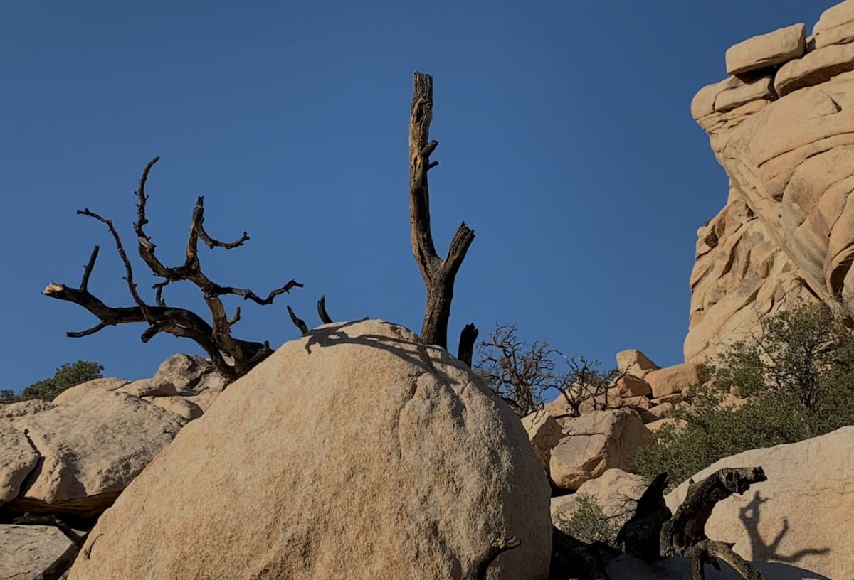 Desert Nature by Anat Ambar 