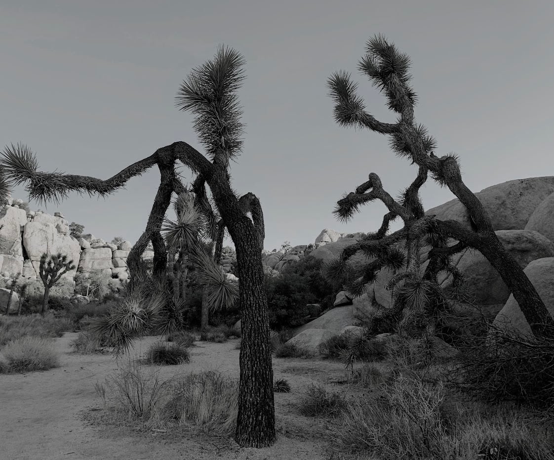 Joshua Trees by Anat Ambar 