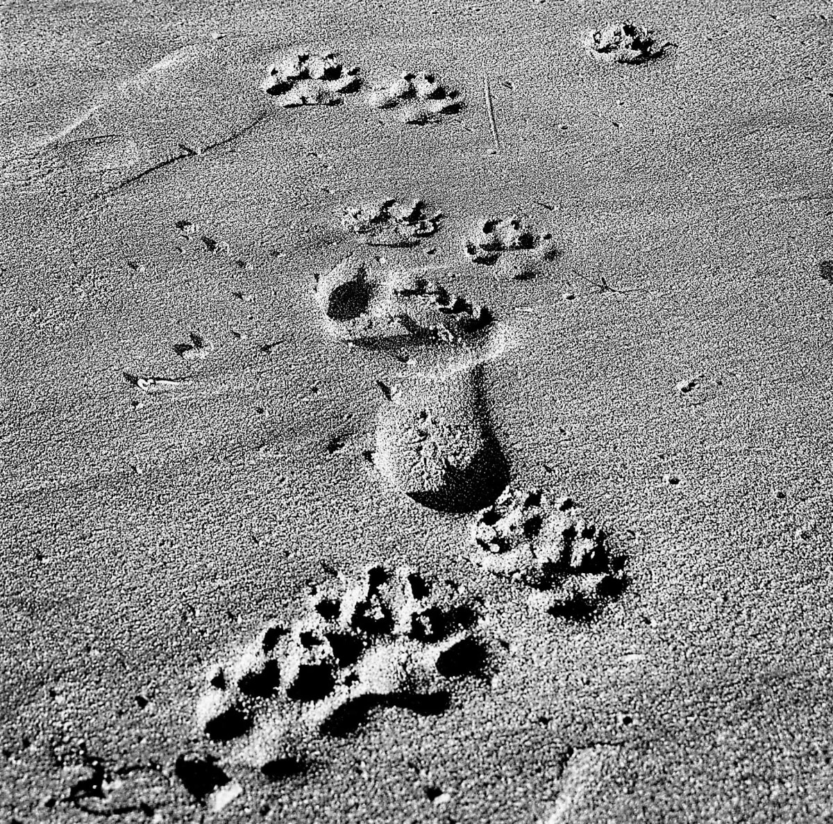 Footsteps by Anat Ambar 