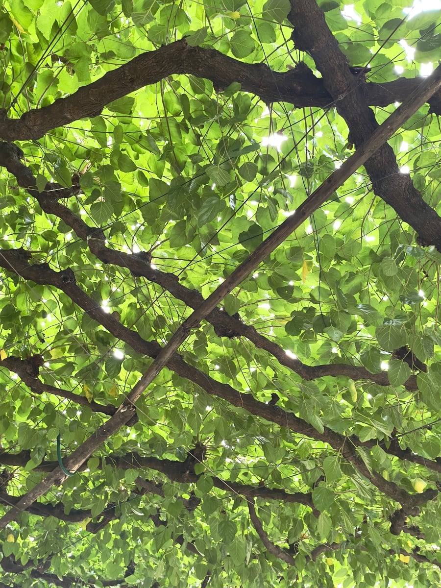 Nature Ceiling by Anat Ambar 