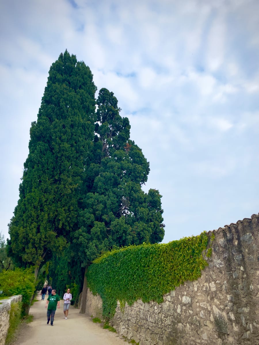 Cypresses by Anat Ambar 