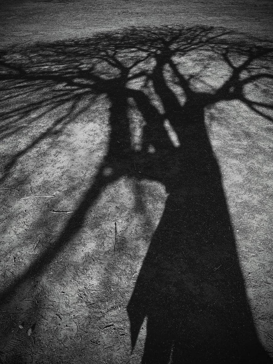 Tree Shadow by Anat Ambar 