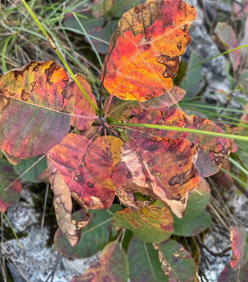 Autom Leaves by Anat Ambar 