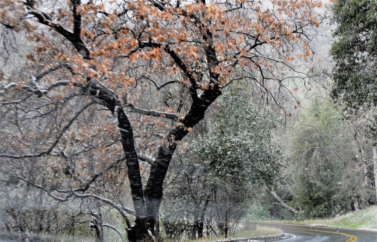 Trees by Anat Ambar 