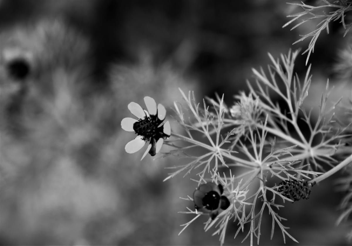 Flower by Anat Ambar 
