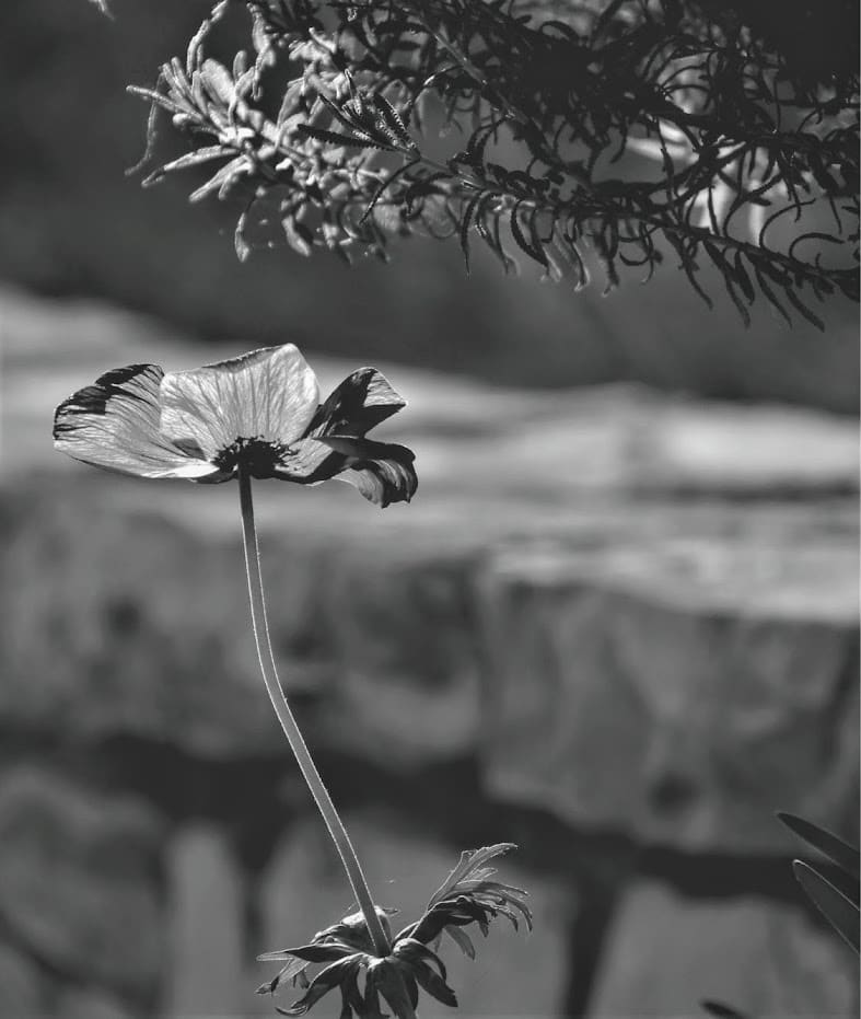 Poppy Flower by Anat Ambar 