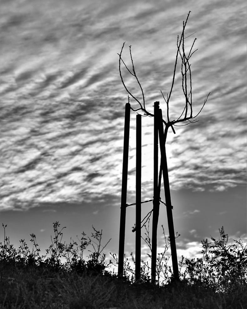 Young Tree by Anat Ambar 