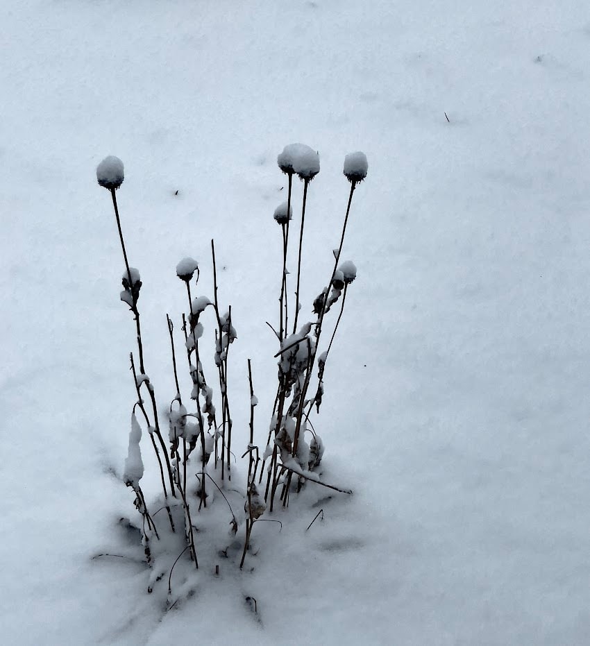 Snow Cover by Anat Ambar 