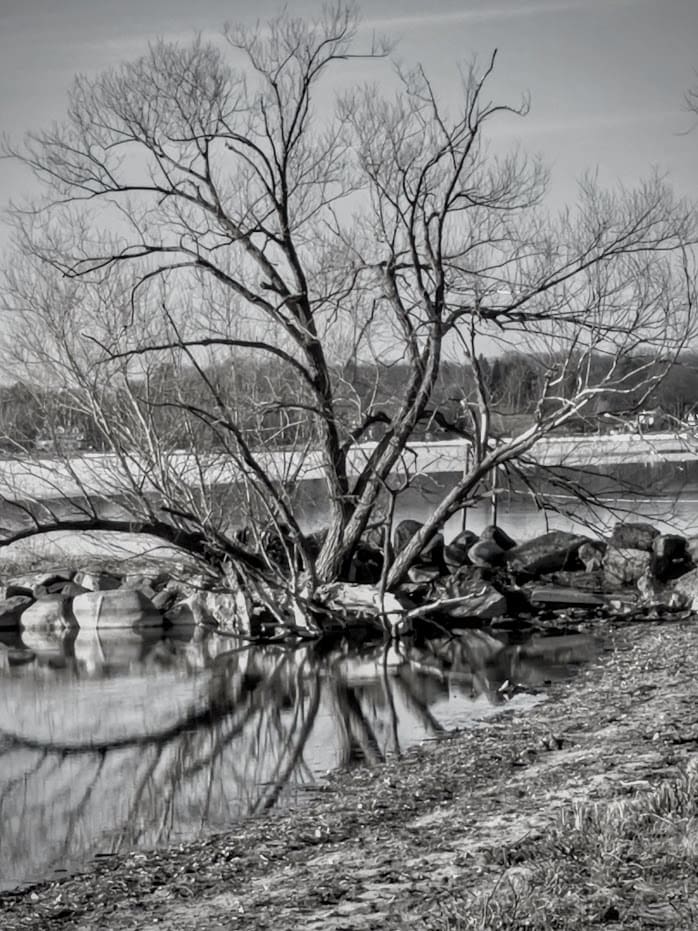 Tree Reflection by Anat Ambar 