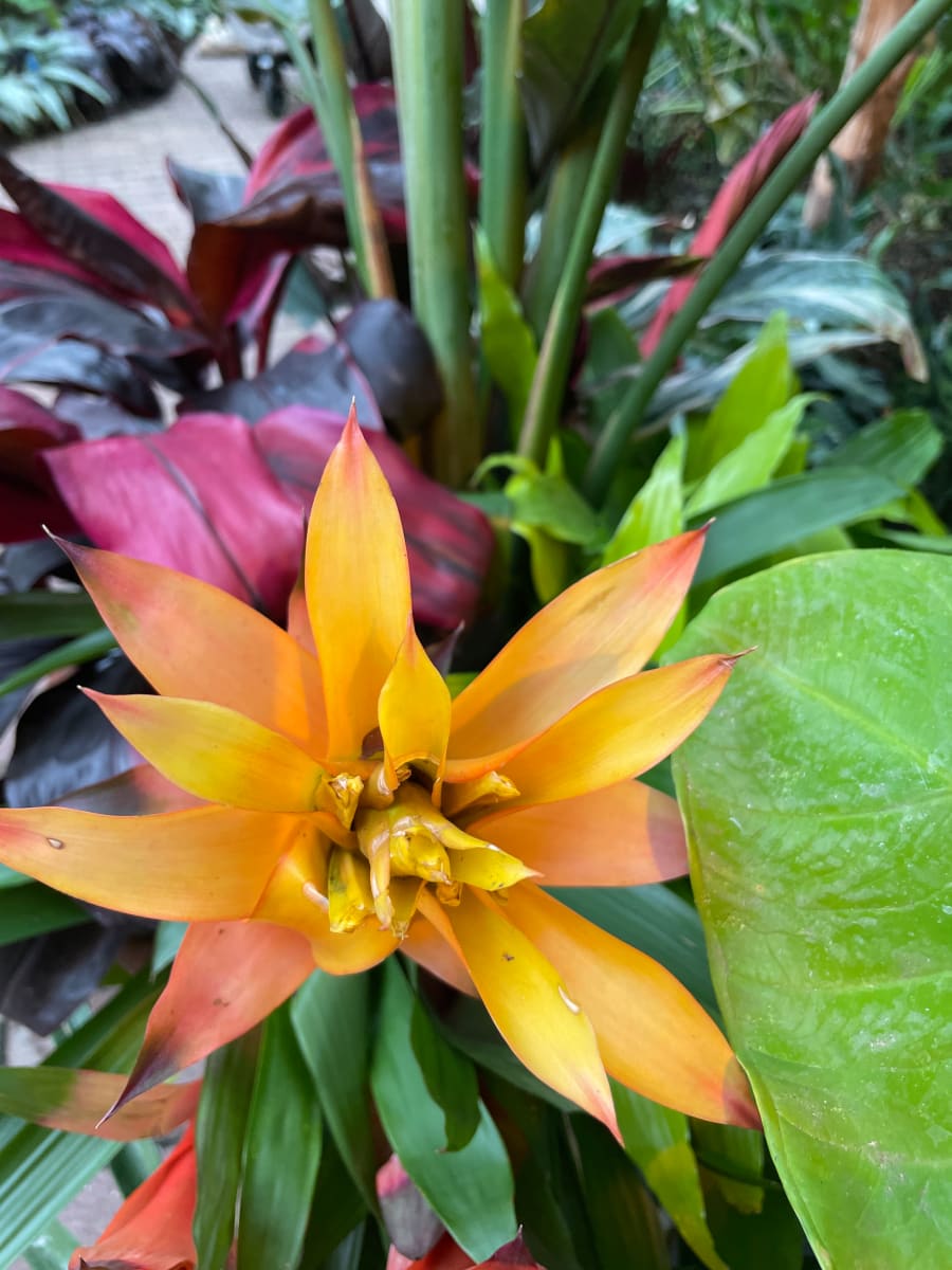 Orange Flower by Anat Ambar 