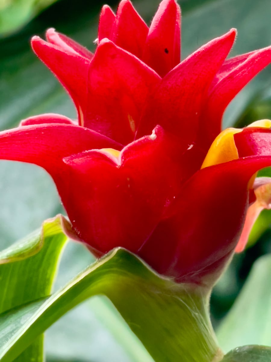 Red Plant by Anat Ambar 