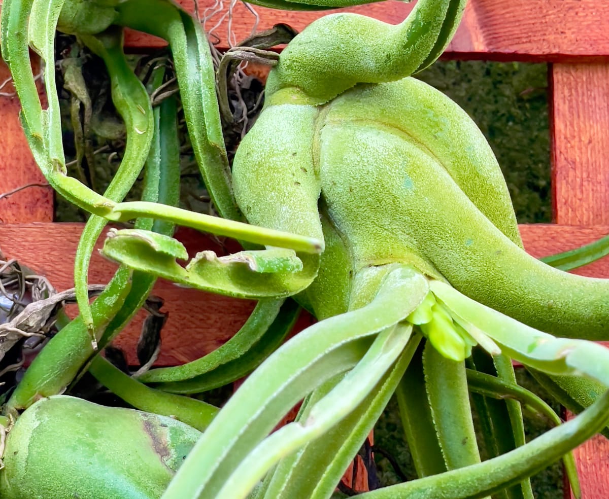 Twisted Plant by Anat Ambar 