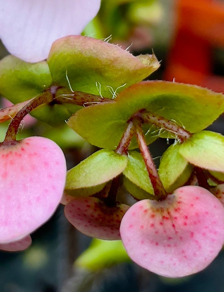 Suculant by Anat Ambar 