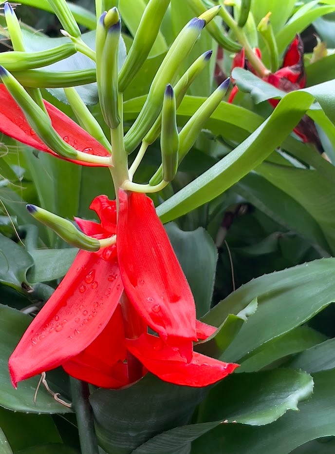 Red Flower by Anat Ambar 