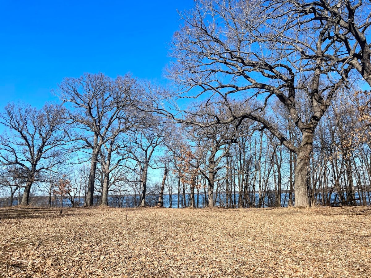 Bare Trees by Anat Ambar 