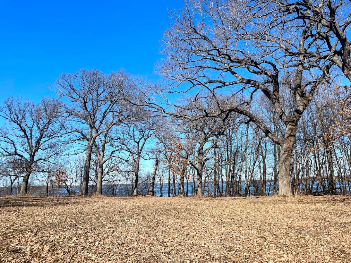 Bare Trees by Anat Ambar 