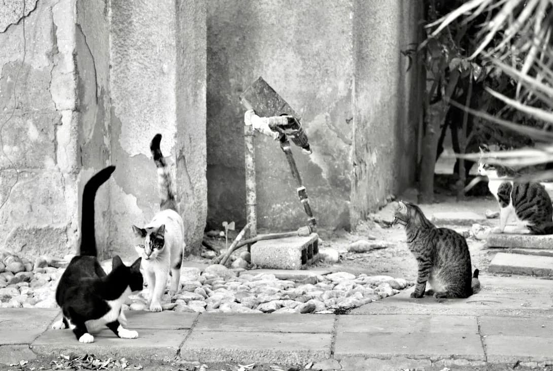 Street Cats by Anat Ambar 