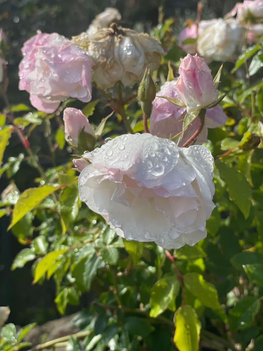 Pink Rose by Anat Ambar 