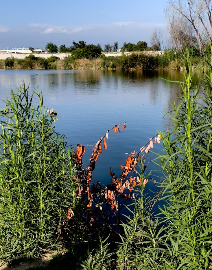 Lake View by Anat Ambar 