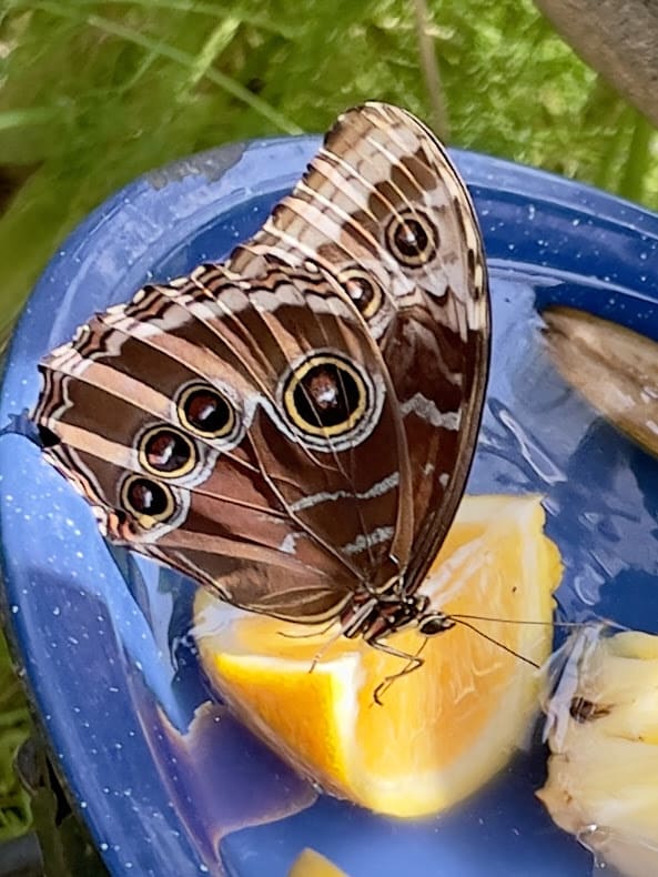 Meal Time by Anat Ambar 