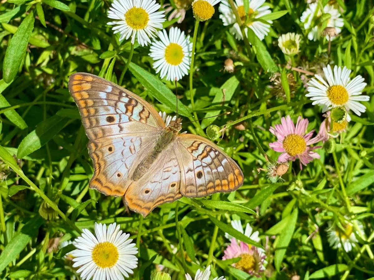 Butterfly by Anat Ambar 