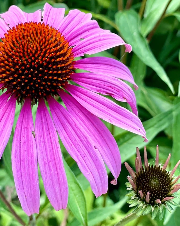 Pink Flower by Anat Ambar 