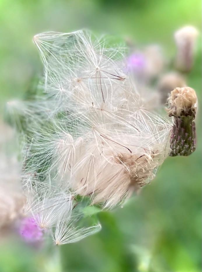 Blown by Anat Ambar 