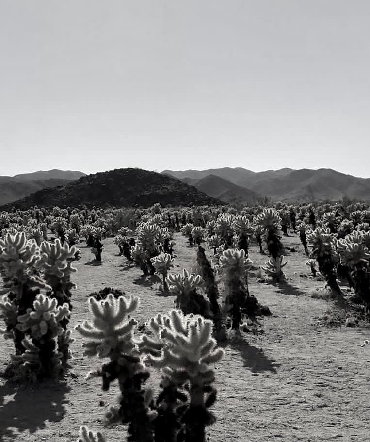 Cactus Field by Anat Ambar 