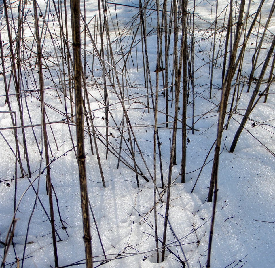Twigs by Anat Ambar 