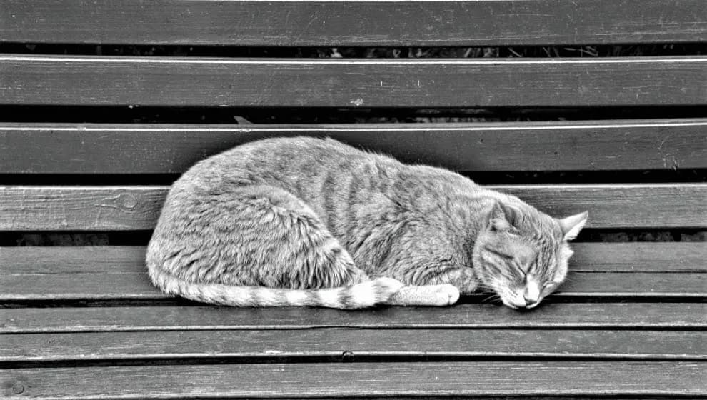 Sleeping Cat by Anat Ambar 