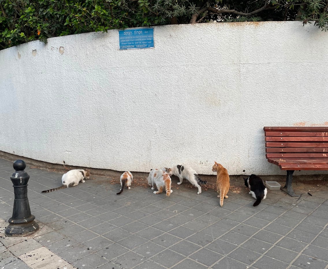 Street Cats by Anat Ambar 