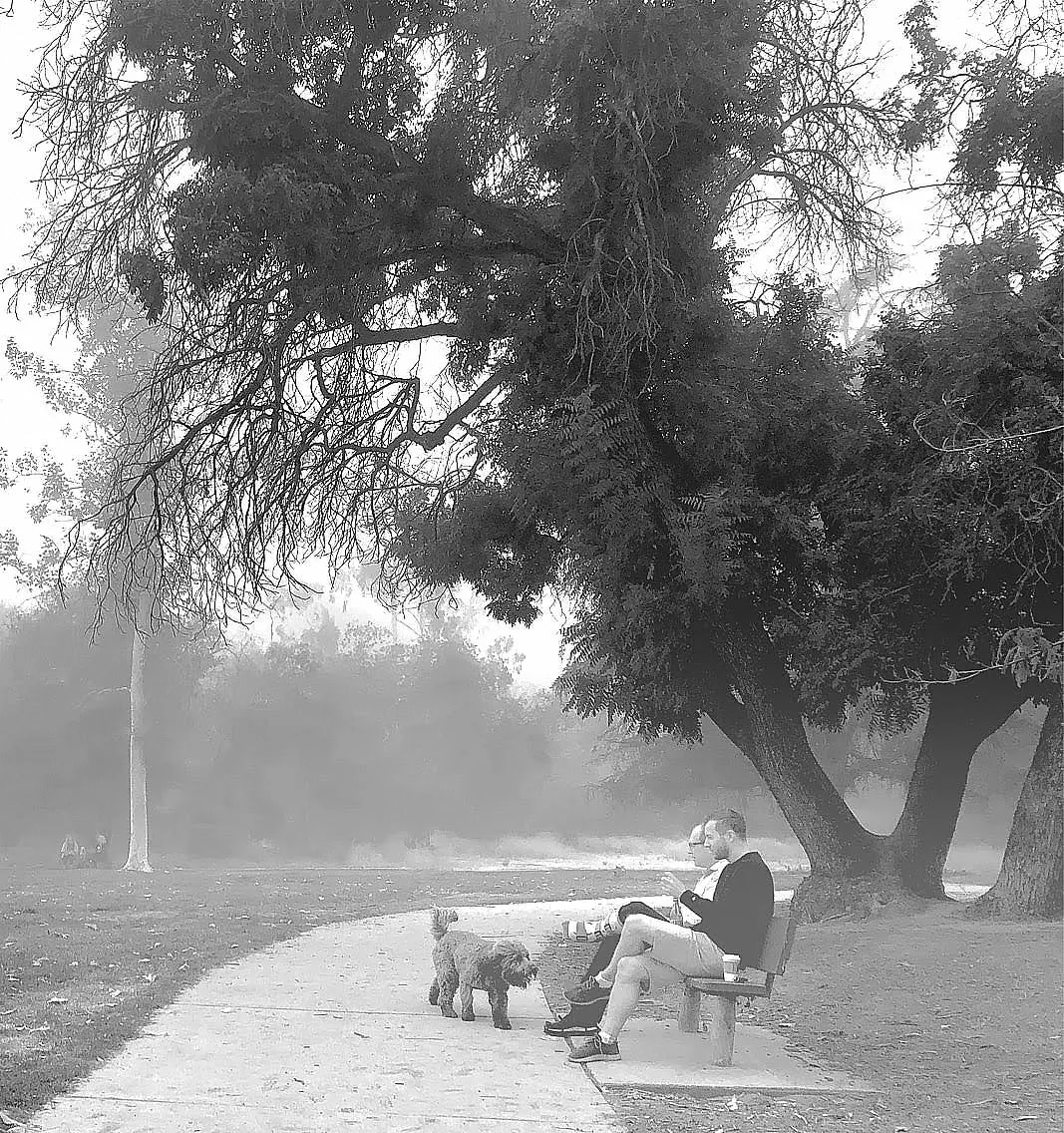 Misty Day by Anat Ambar 