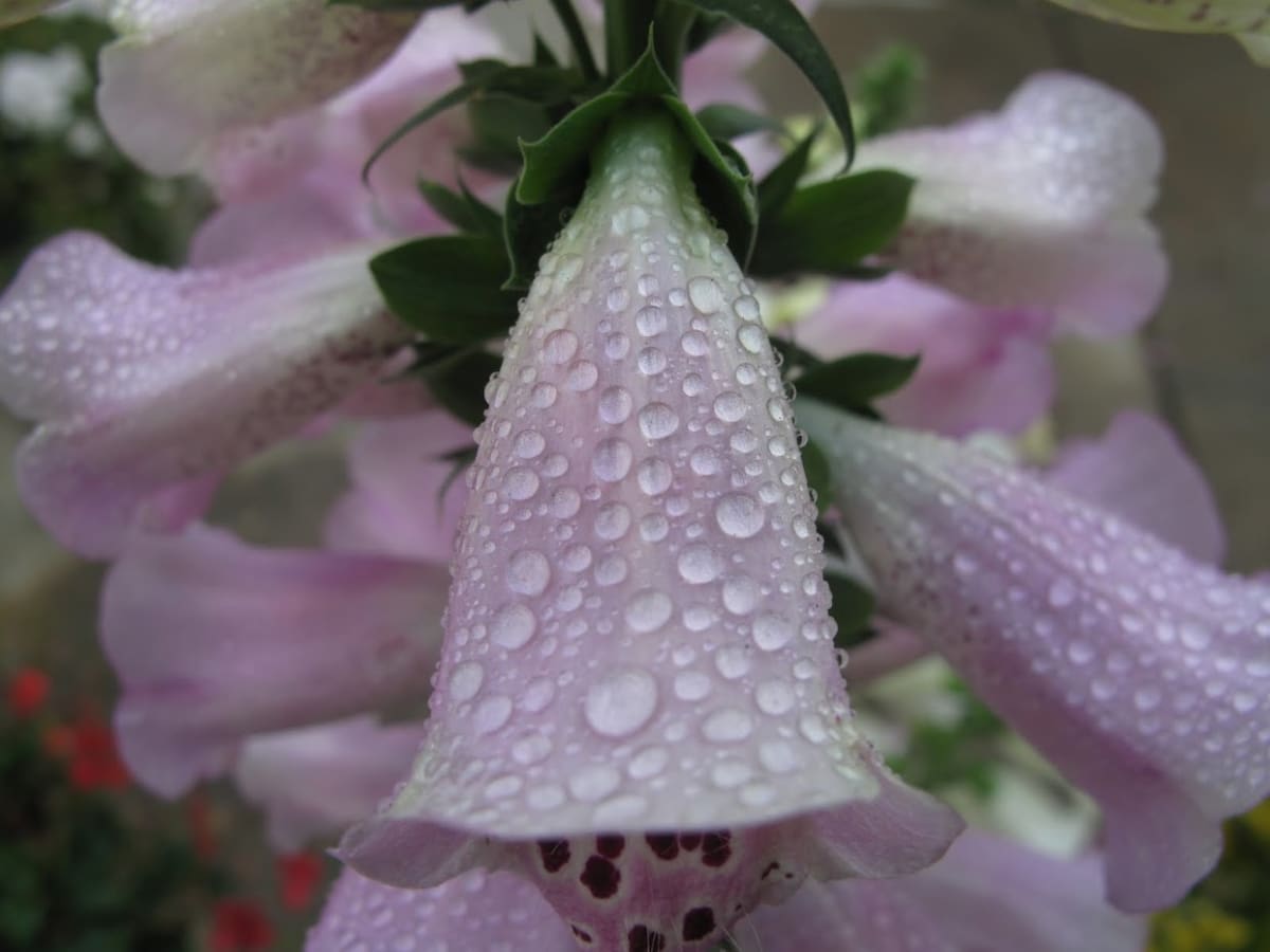 Pink Flower by Anat Ambar 