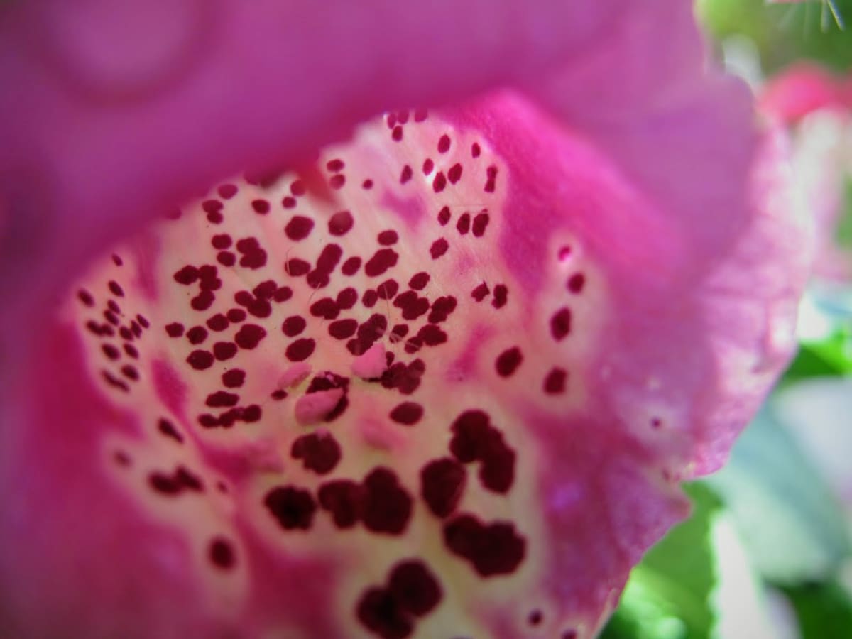 Inside the Flower by Anat Ambar 