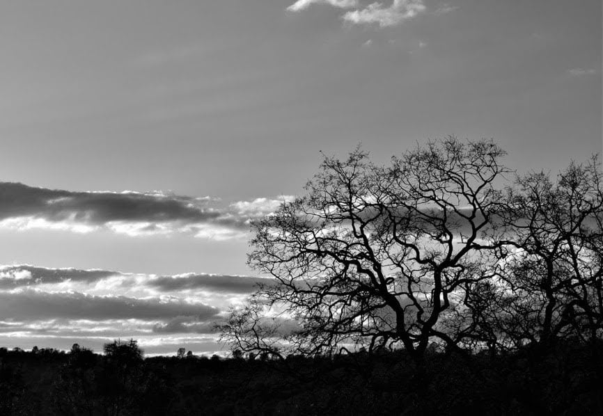 Tree and Sky by Anat Ambar 