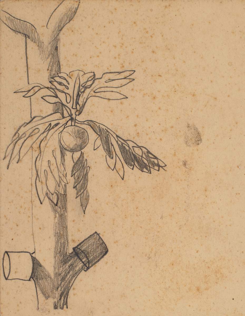 Untitled (Breadfruit Tree Study) by Michael Lester  Image: Recto