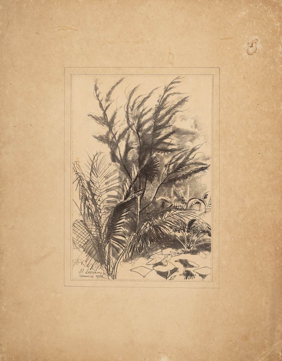Untitled (Tree Study) by Michael Lester  Image: Recto