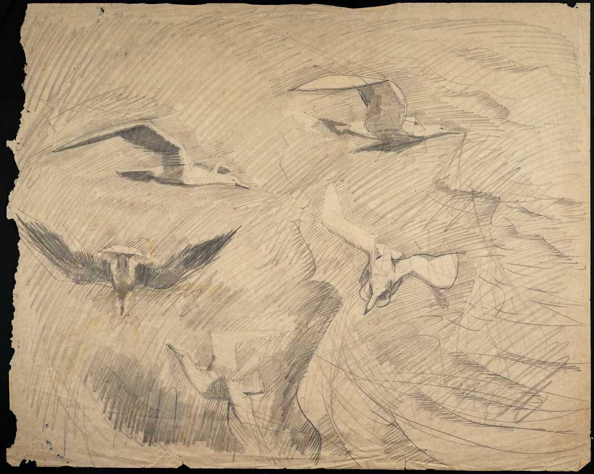 Untitled (Flying Bird Study II) by Michael Lester  Image: Recto
