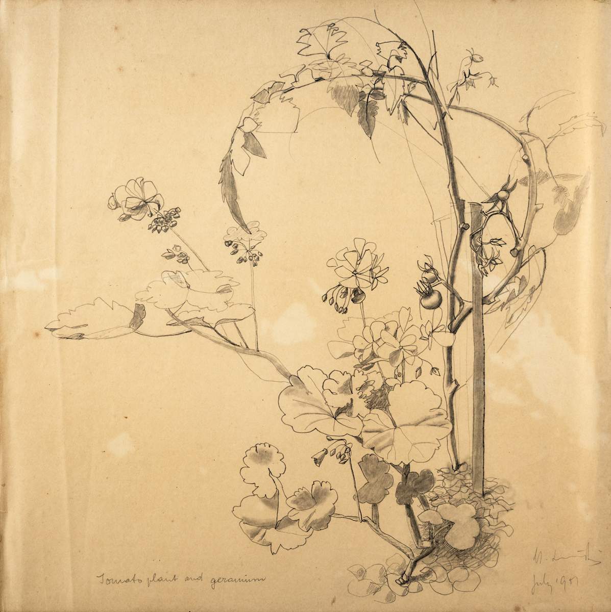 Untitled (Tomato Plant and Geranium) by Michael Lester, Image 1.