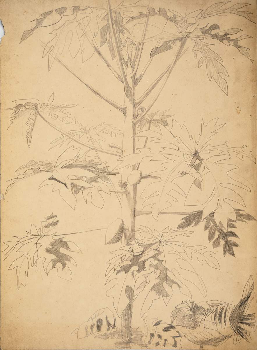 Untitled (Breadfruit Tree with Bird) by Michael Lester  Image: Recto