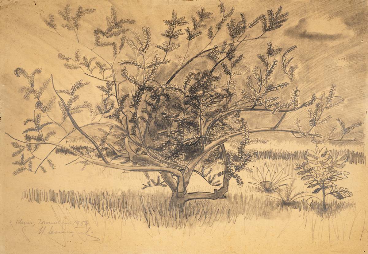 Untitled (Plum Tree, Jamaica) by Michael Lester  Image: Recto