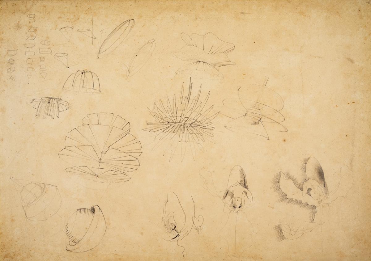 Untitled (Flower Shape Study) by Michael Lester  Image: Recto