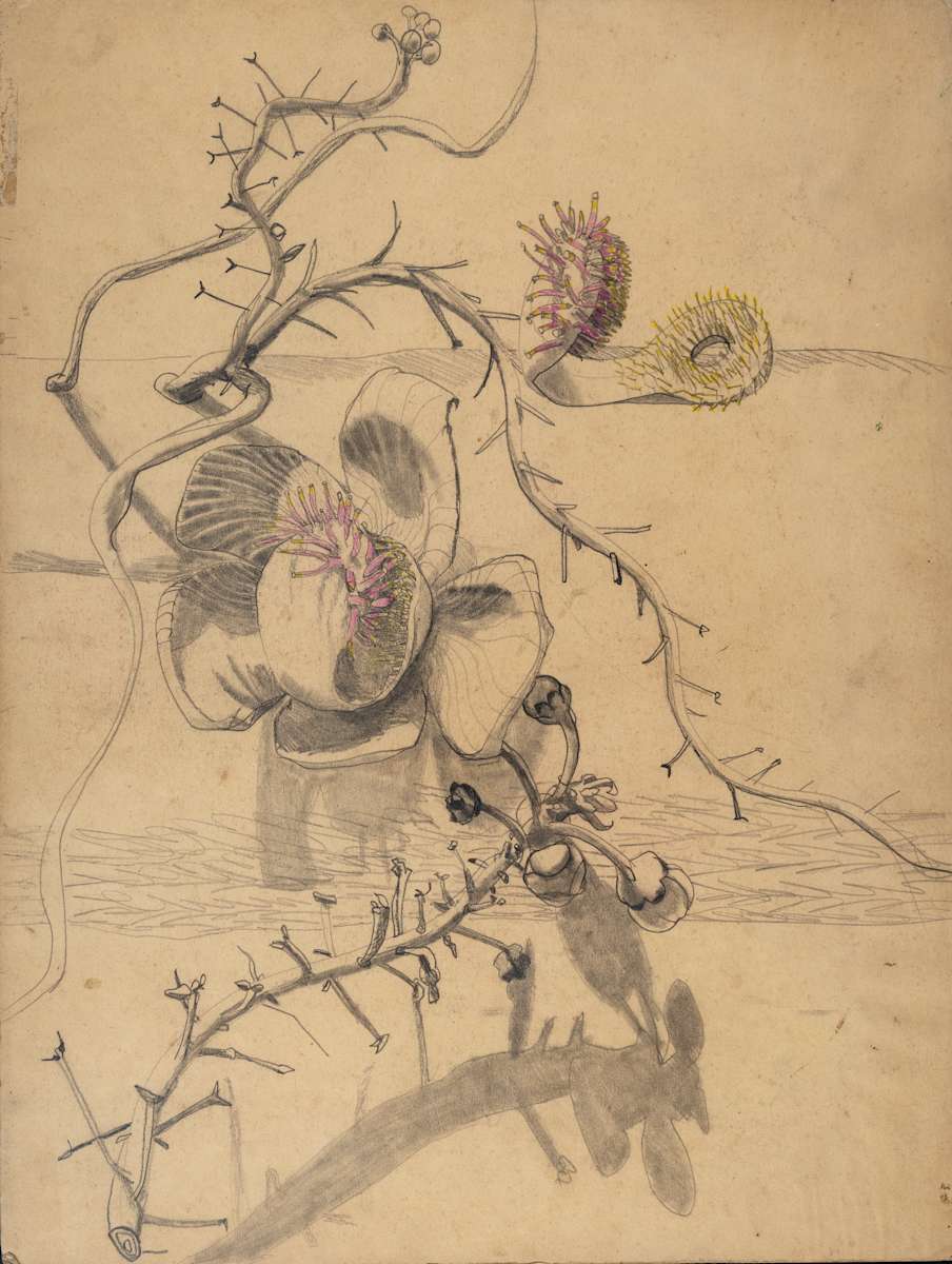 Untitled (Orchid Study) by Michael Lester  Image: Recto