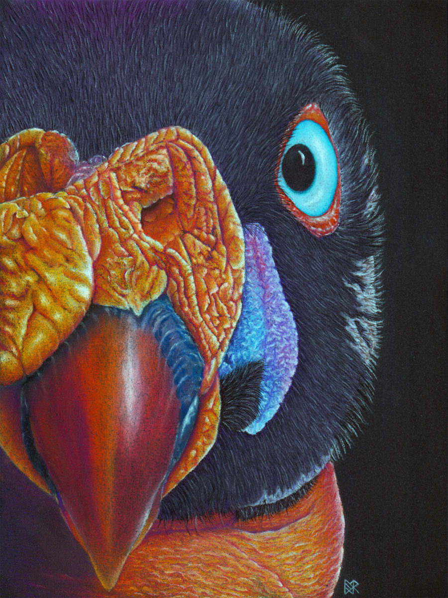 PatternEyes Series - King Vulture by Lori Corbett 