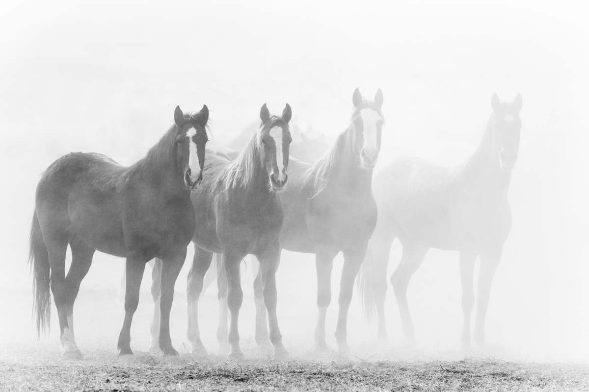 A Brief Encounter with the Untamable by Ruth Delaney, Image 1.