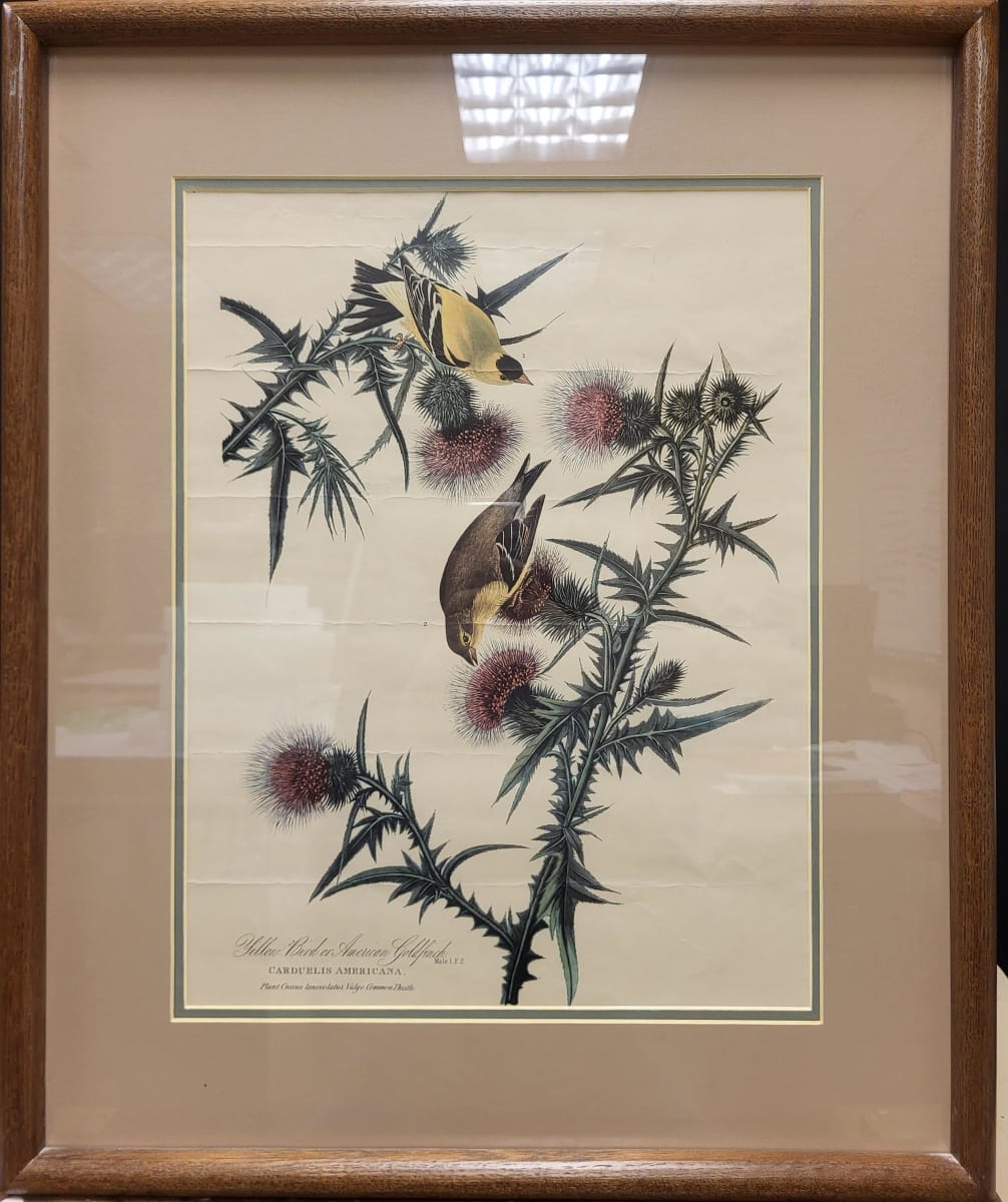 Yellow Bird or American Goldfinch by John James Audubon, Robert Havell Jr.  Image: Front